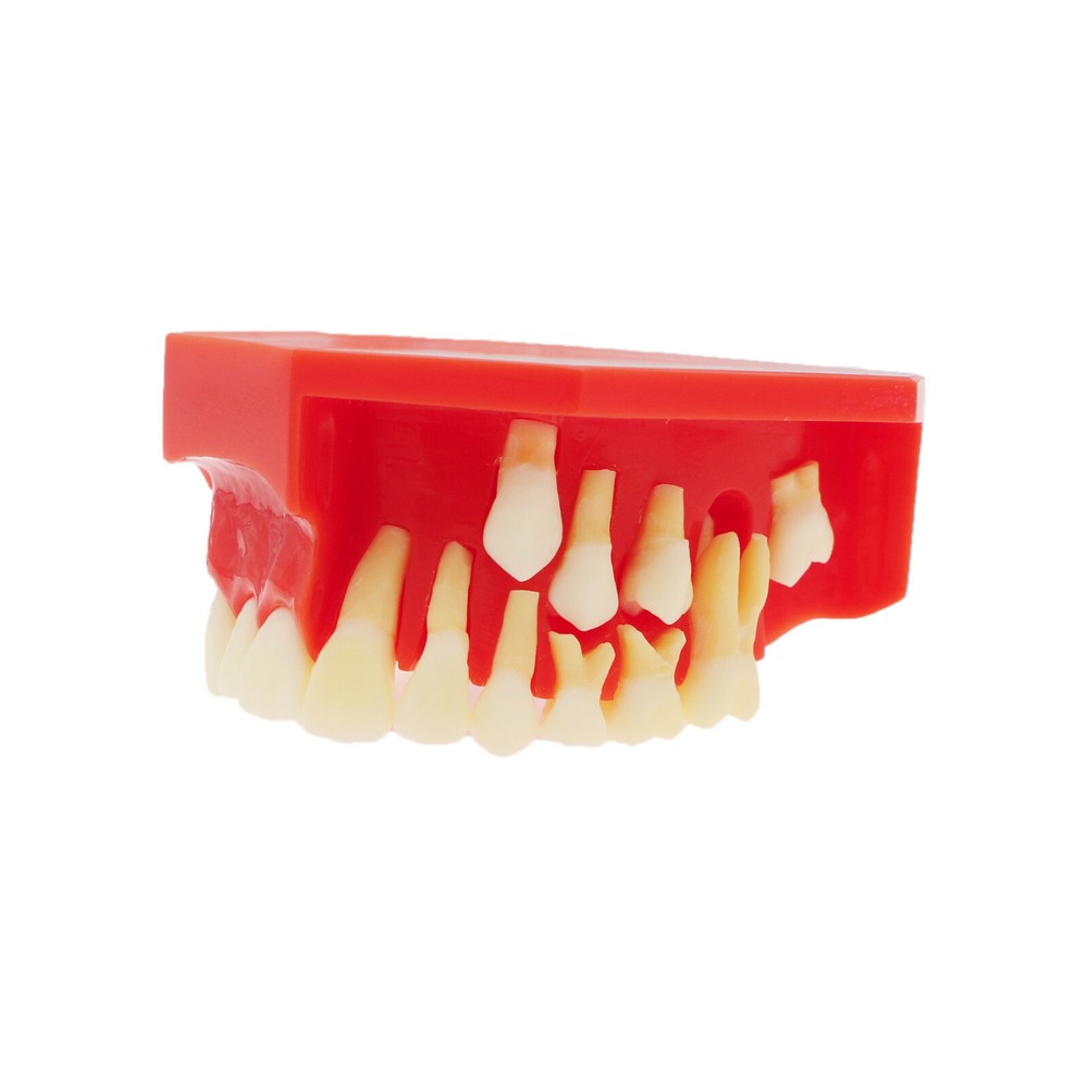 Dental Teeth Permanent Tooth Alternate Demonstration Study Teach Model M7013