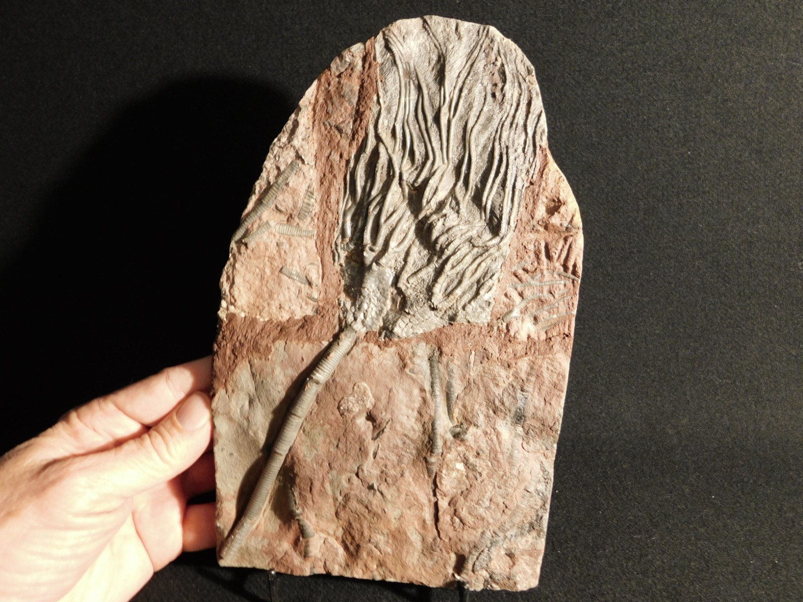 LARGER! 430 Million Year Old! CRINOID Fossil or Sea LILY Fossil Morocco 1133gr