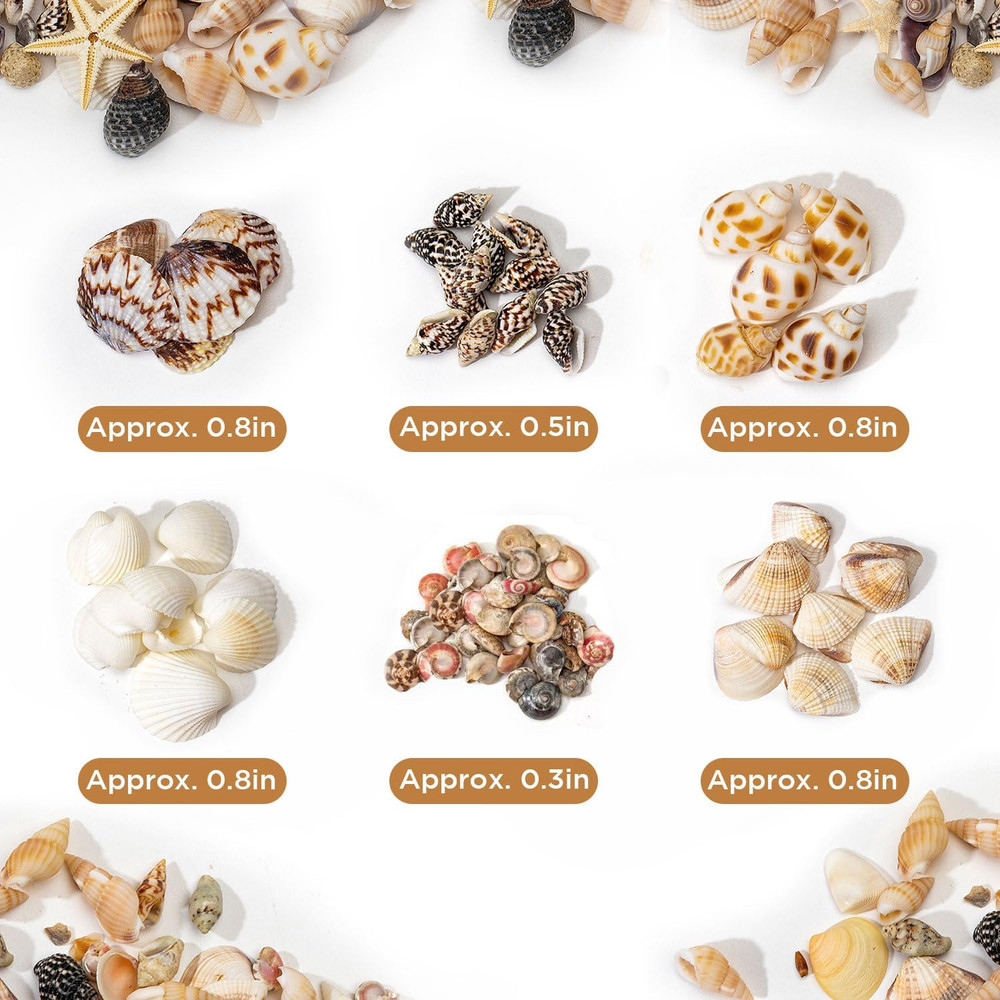1200 PCS Natural Seashells, Tiny sea Shells & Small Starfish for Decorations, M