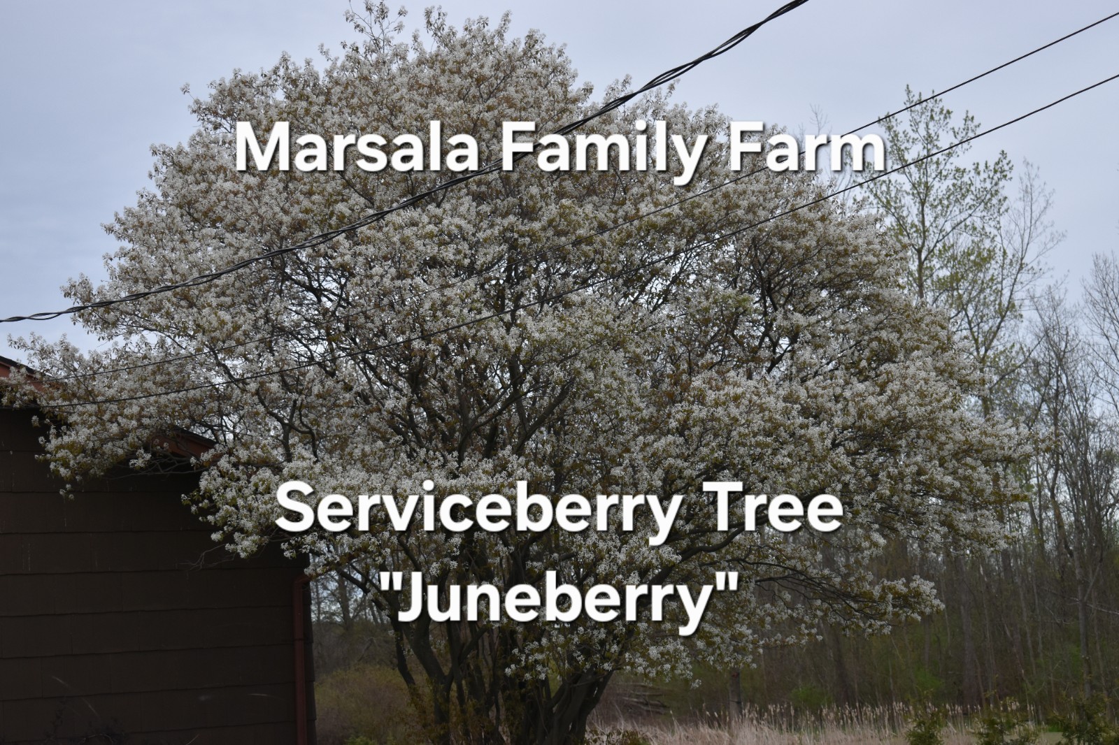 10 cuttings of Service berry Serviceberry Amelanchier tree shrub bush