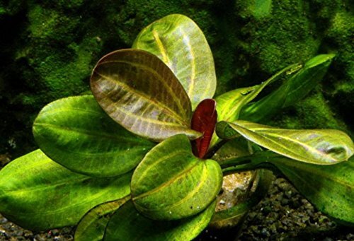 Amazon Sword Echinodorus (Red Pearl) Medium