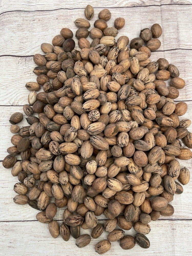 Organic Texas Pecans 5 LBS Raw in Shell - Non GMO