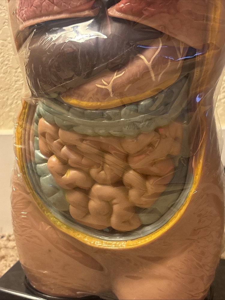 Human Torso Model 50cm