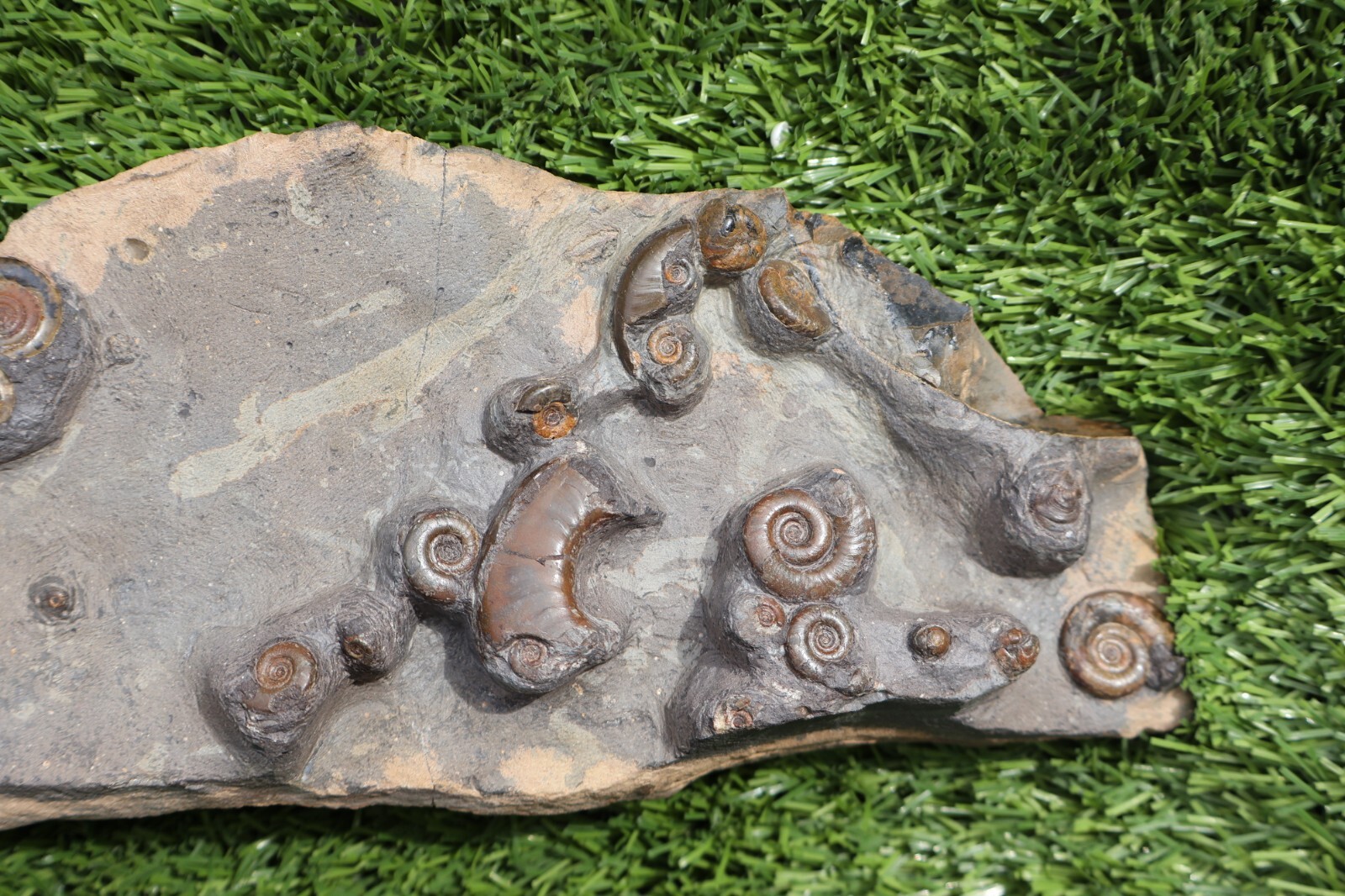 Rare Platyclymenia & Goniatites Fossil Plate – Moroccan Ammonites, Collector Spe