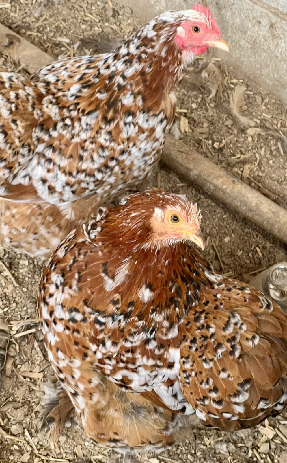 Dozen Mille Fleur Bantam Cochin Eggs