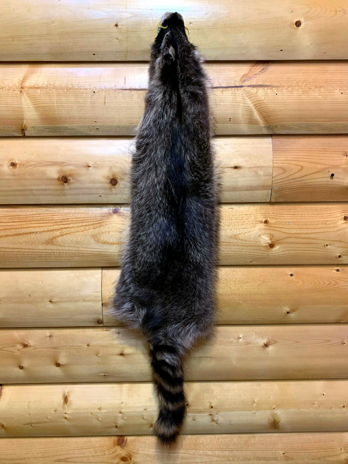 Raccoon Fur, Tanned Pelt, SD Quality, LG-XXXL Sizes, Crafts, Leather, Sewing