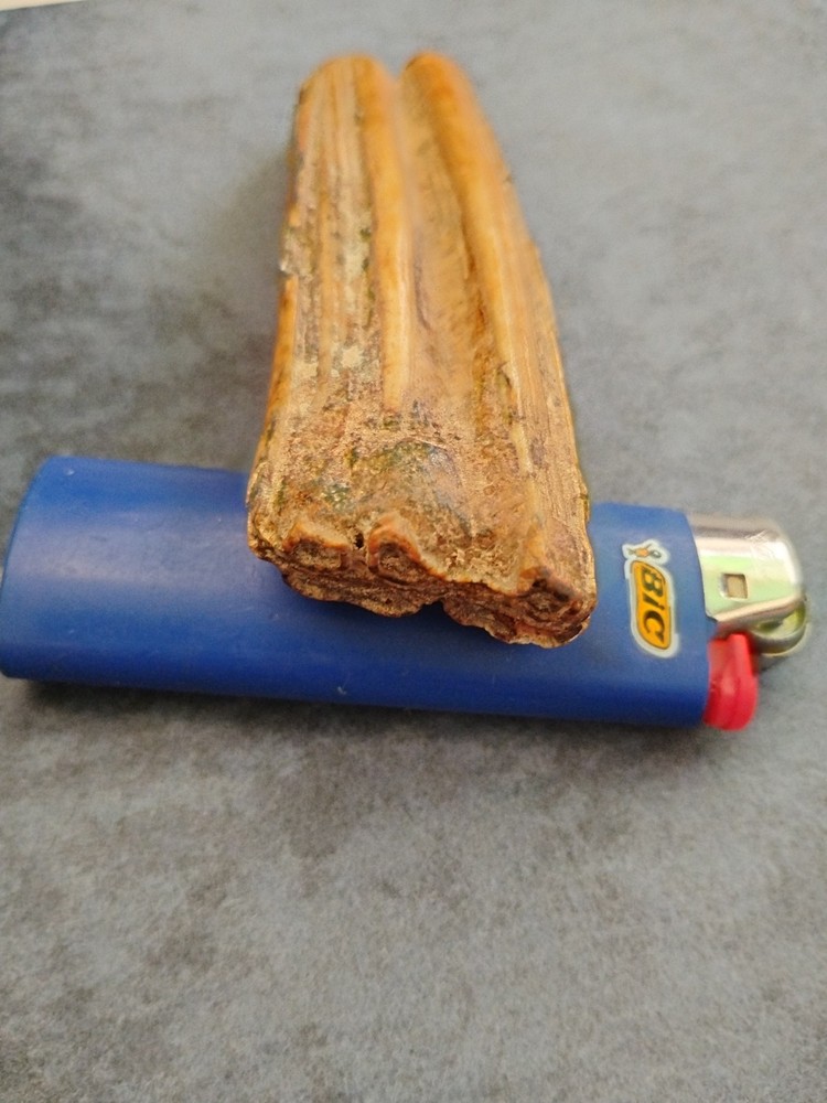 Fossilized Walrus Or Hippo Molar Tooth