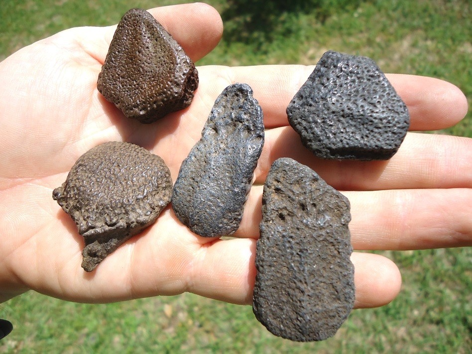 5 CHOICE GIANT ARMADILLO SCUTES OSTEODERMS FLORIDA FOSSILS EXTINCT ICE AGE BONES