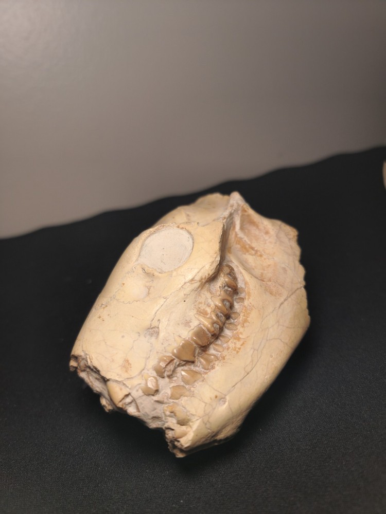 Oreodont Skull