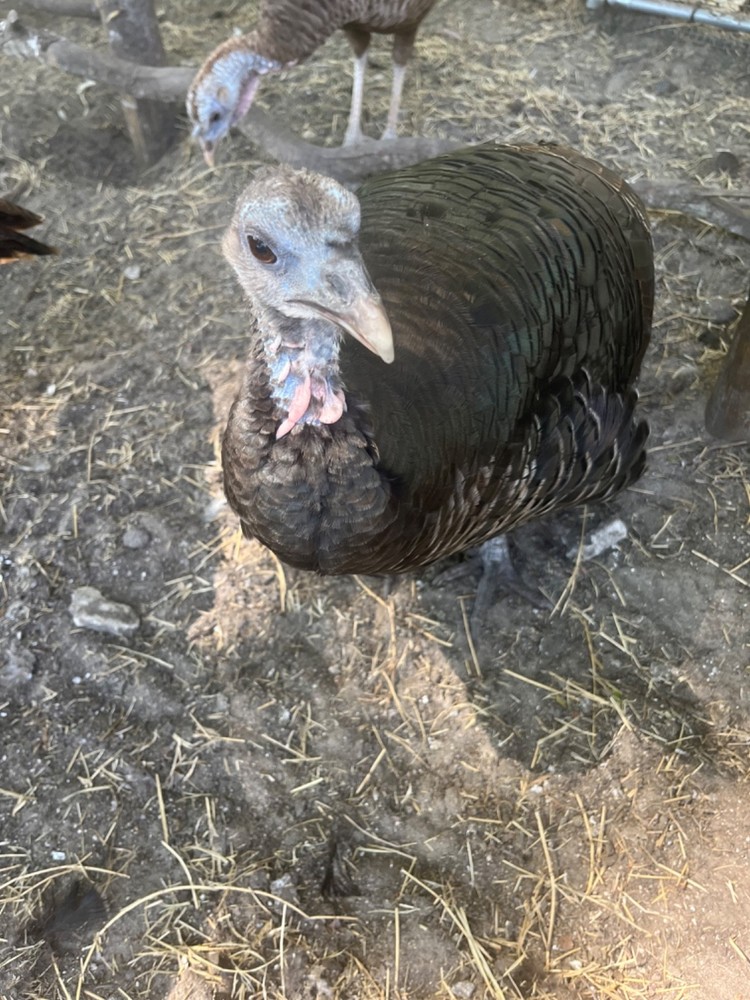 Osceola Turkey Hatching Eggs (One Dozen)