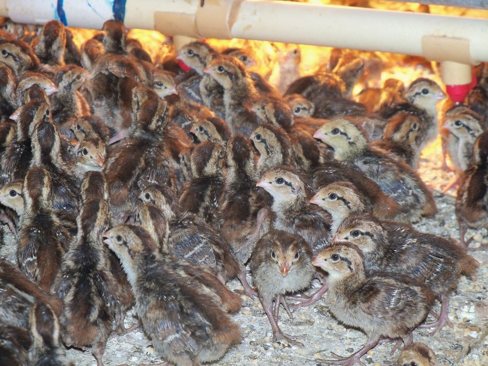 25+ Northern Bobwhite Quail hatching eggs