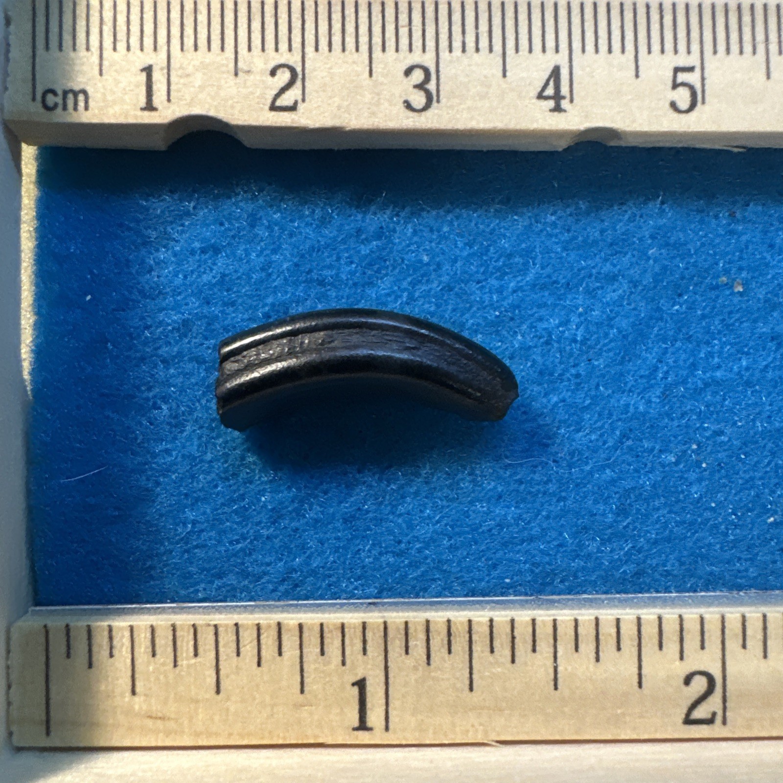 Beaver Prehistoric Incisor Tooth Fossil in Display Case