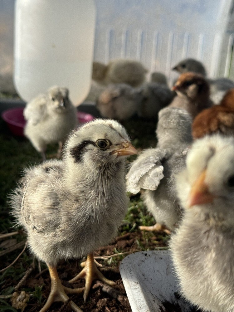 6+ Organically Raised Fertile Easter Egger Chicken Hatching Eggs