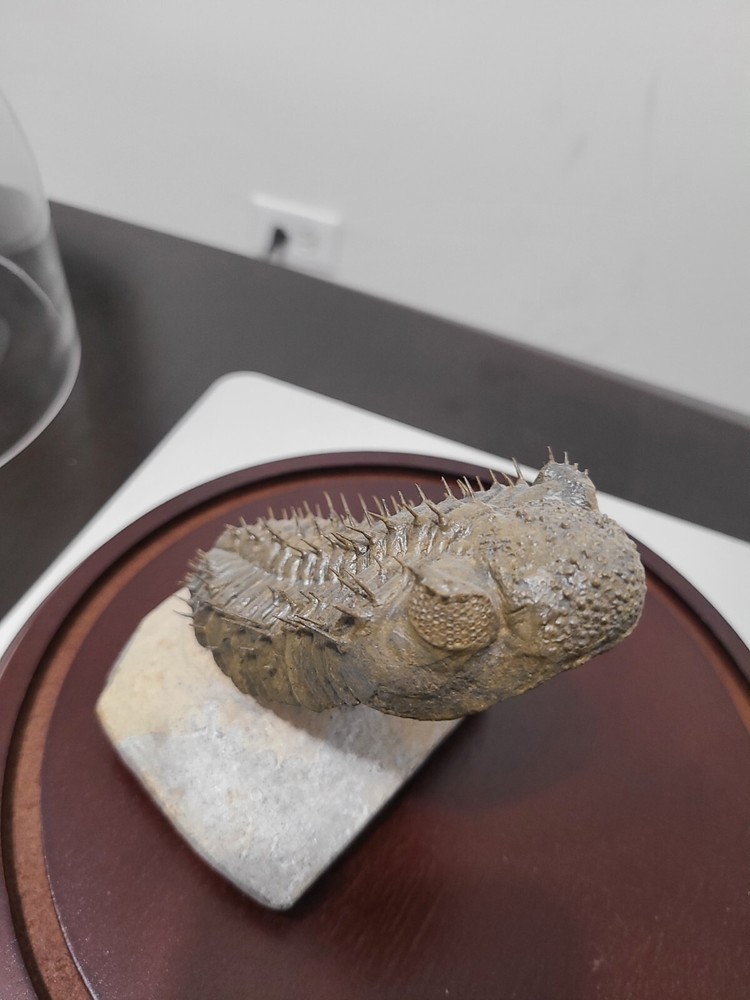Fossil Trilobite (Drotops Armatus