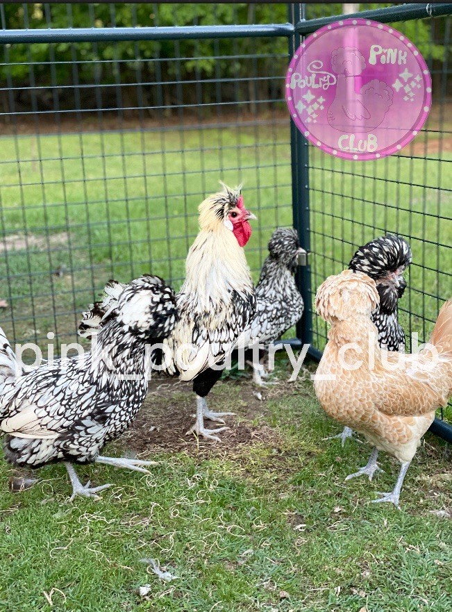 6 High Quality Silver Laced Buff Laced Polish fertile Hatching Eggs