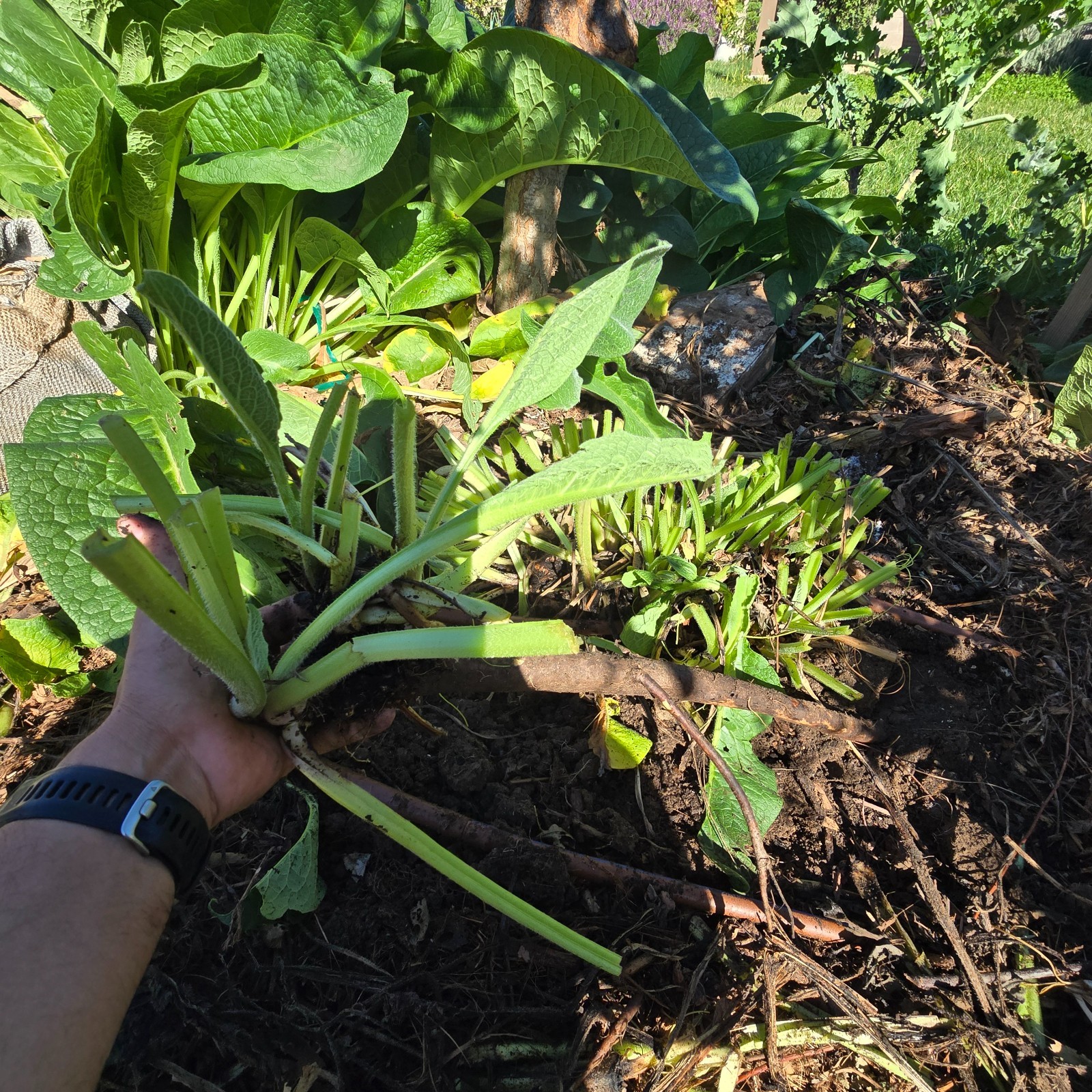 Comfrey Crowns (5-Pack) – Bocking 14 Variety | Freshly Dug | Veteran Urban Farm