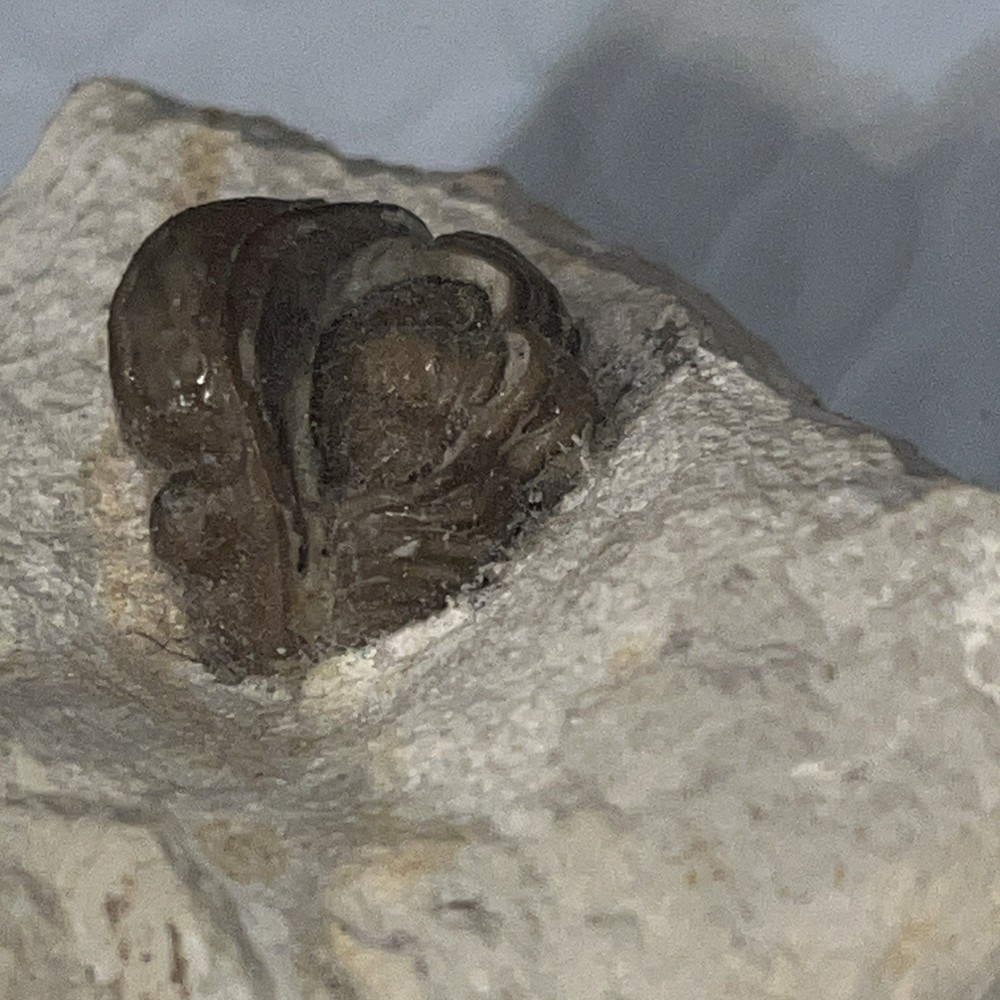 Authentic Trilobite Fossil