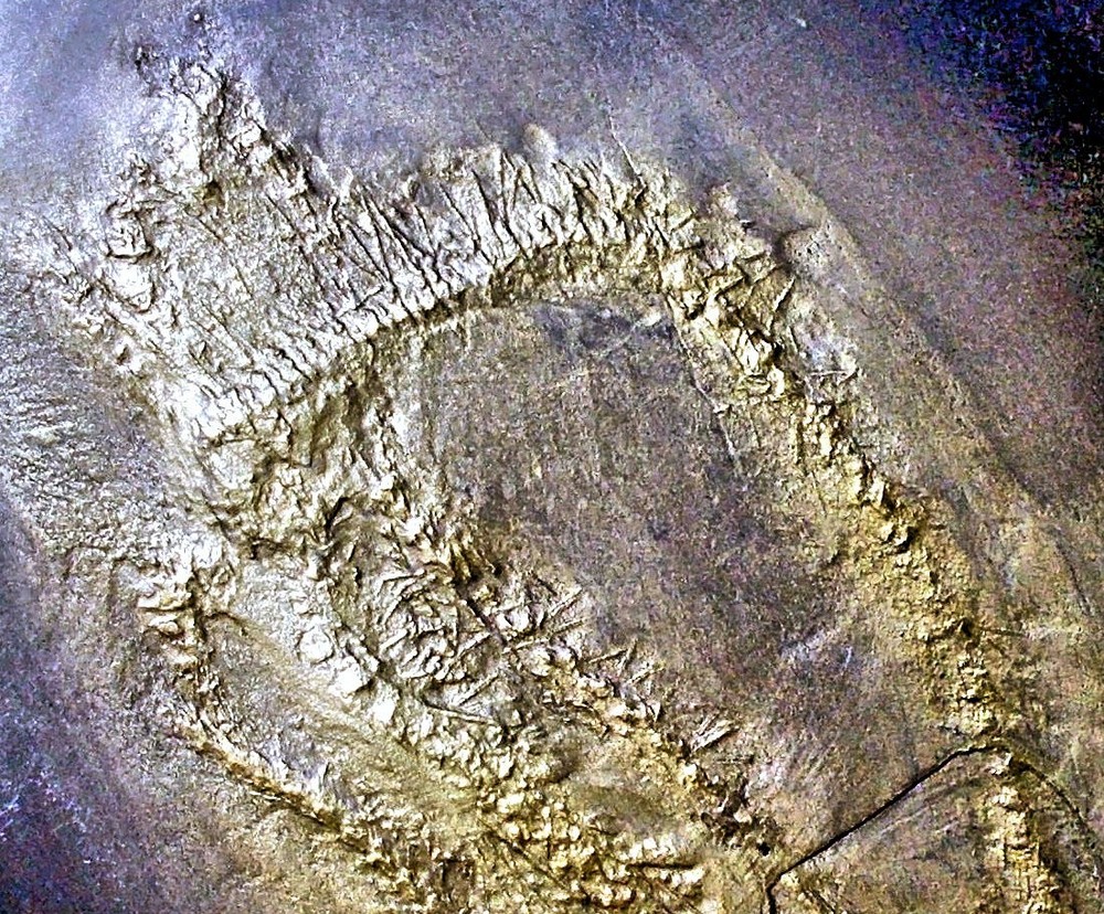 Rare, detailed 7cm complete Eospondylus primigenius : Dev. Bundenbach, Germany