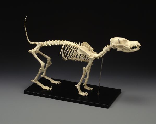 Dog Skeleton Model -  Standard Size LFA #2015