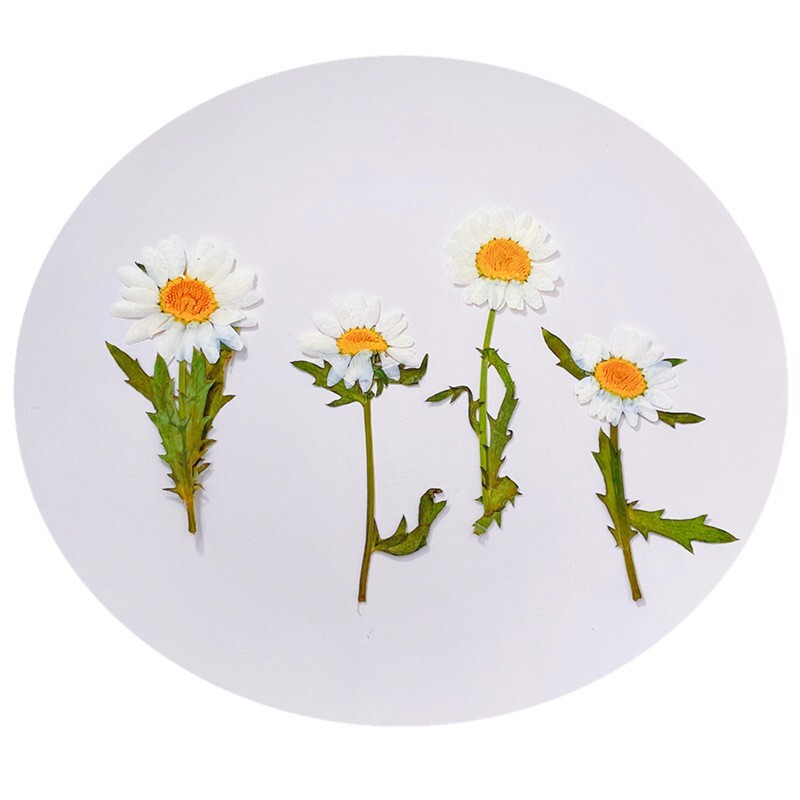 12PCS Real Pressed Dry Daisy with leaves stem for art Craft FHT12