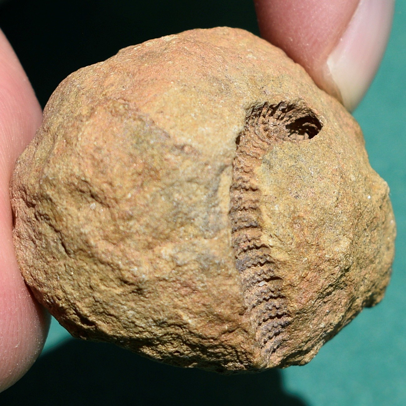 Crinoid, Myelodactylus sp.: Bolivia devonian crinoid fossil