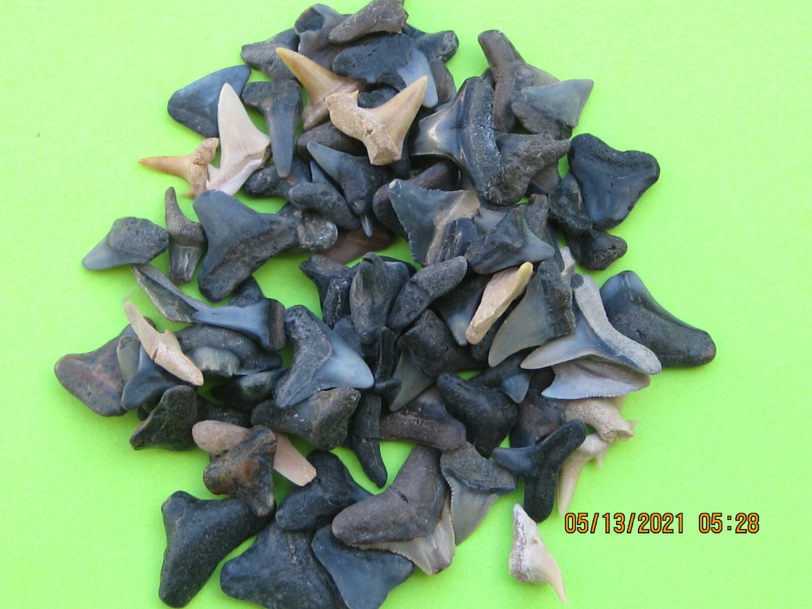 LOT OF 250 FOSSILS 25 of 10 DIFFERENT WHOLESALE