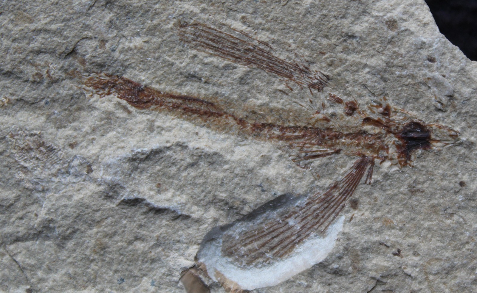Exocoetoides 141 Flying Fish Very Nice Natural Color -Cretaceous Fossils Lebanon
