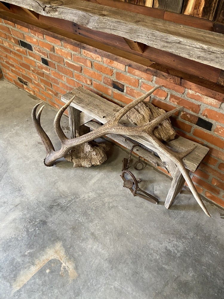 Large Elk Shed ~ Antler