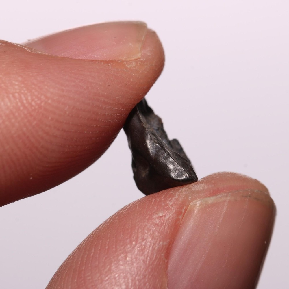 Triceratops Tooth - Hell Creek Formation Cretaceous