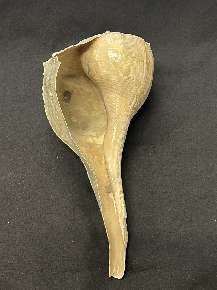 RARE Fossilized WHELK Shell From Central Florida - Pliocene Era.