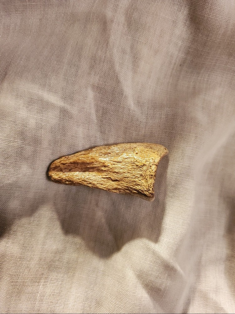 Ornithomimid Toe Claw (Ungual)