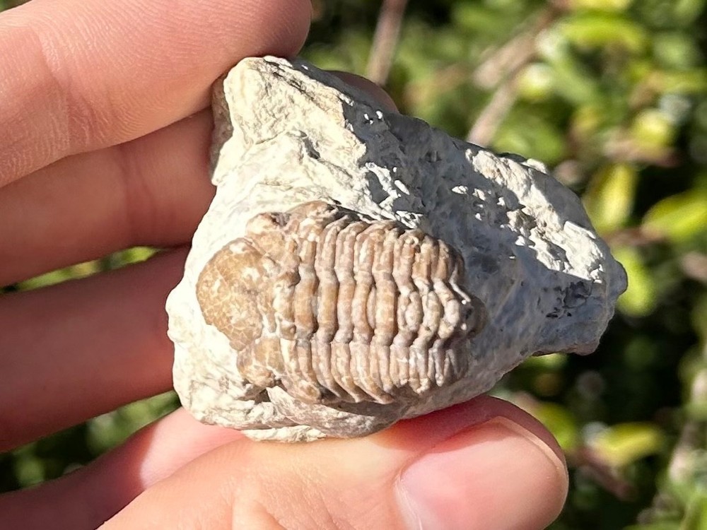 Oklahoma Fossil Trilobite Kainops invius Devonian Bug in Matrix