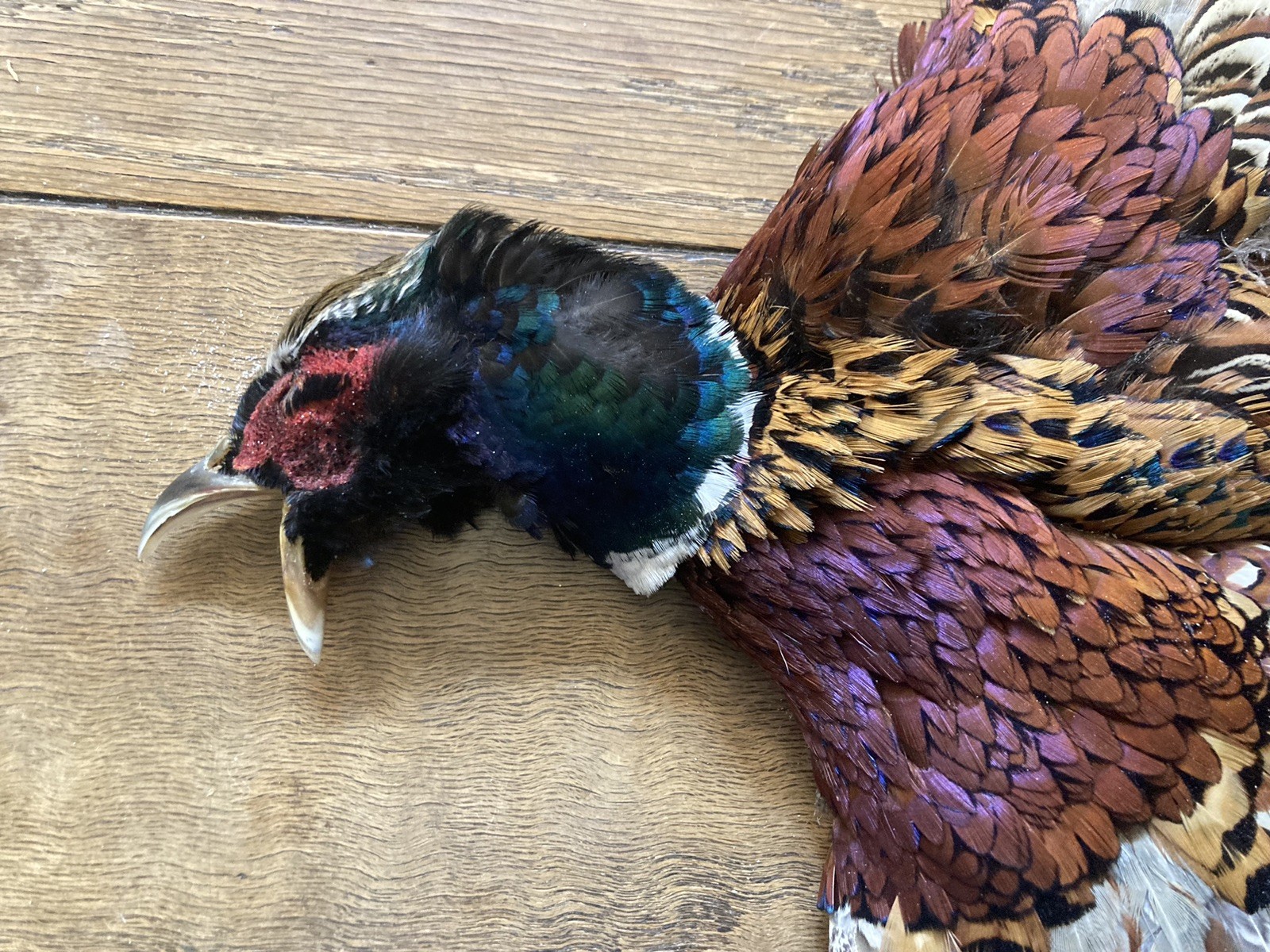 Rooster RINGNECK PHEASANT Full SKIN 2 Wings Tail Feathers Wall Art Man Cave