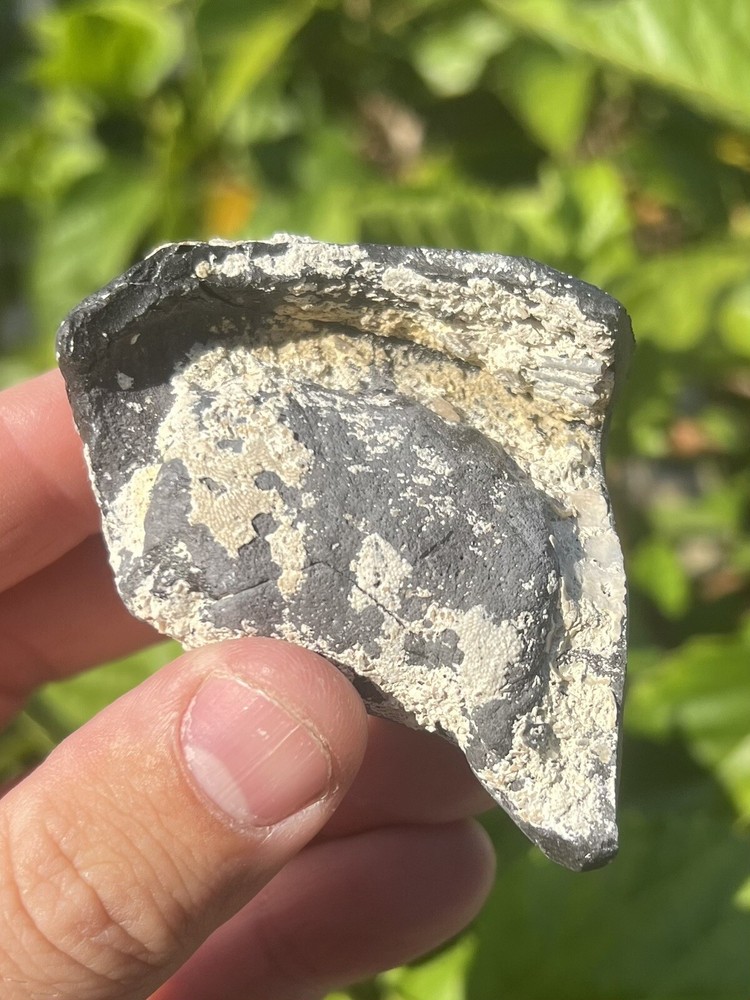 Fossil Whale Earbone