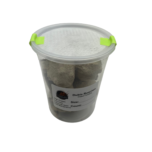 Dubia Roaches Small 3/8" and Under Qty:50-500 Cup USPS Free & FedEx shipping