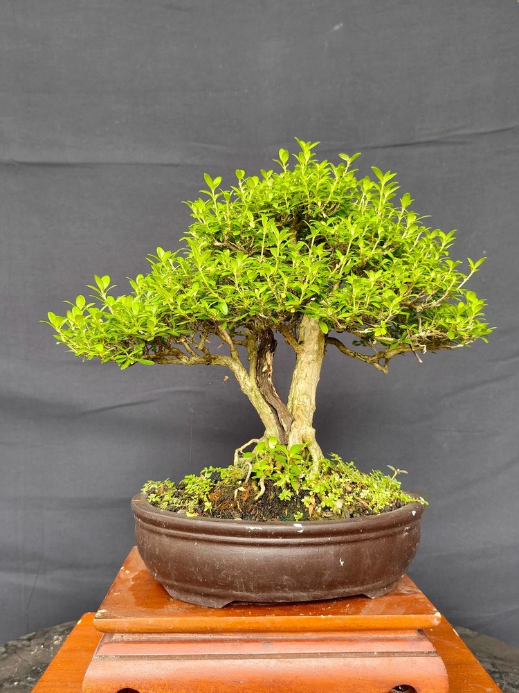 REAL PICTURE BONSAI serissa micro