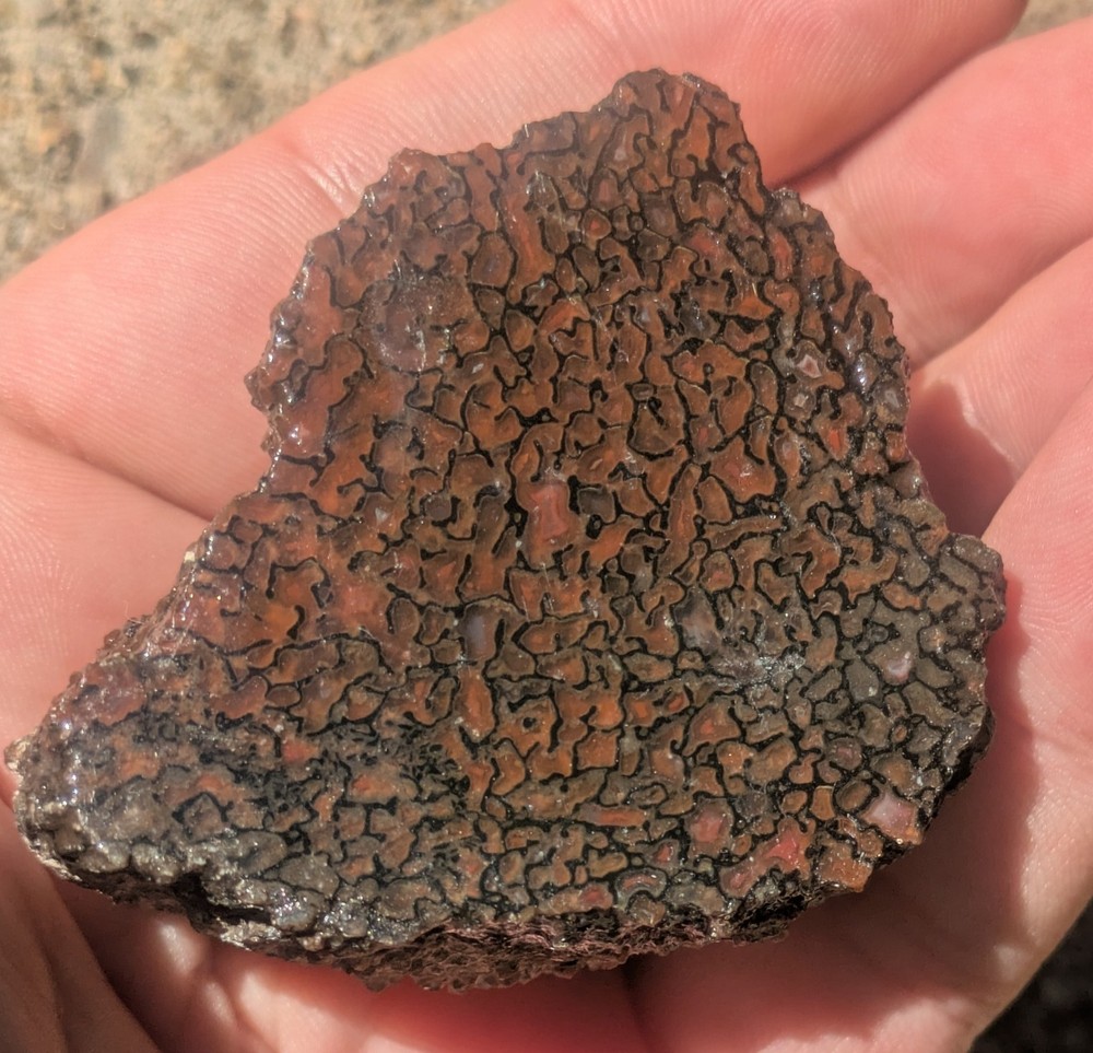 Gembone Dinosaur Bone Fossil Great Cell Structure! Utah