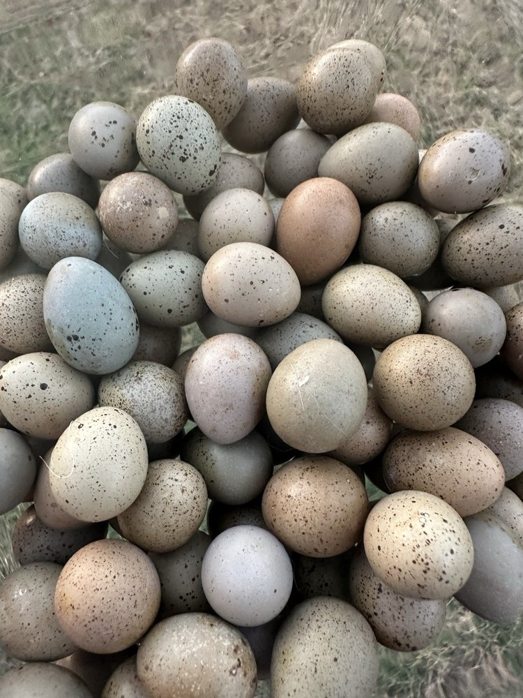 12+ Button Quail Hatching Eggs -Assorted Colors