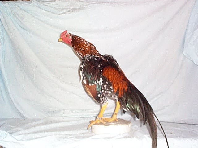 12 ASSORTED WAHL ASIL EGGS