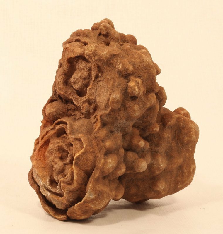 Moroccan stromatolite fossil