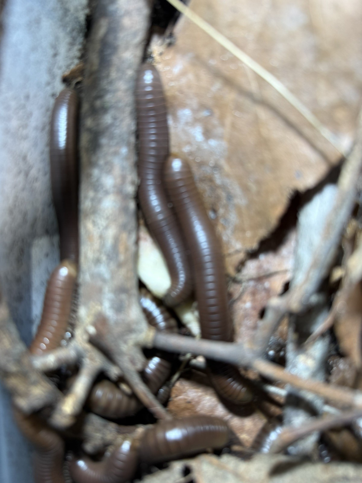 UV REACTIVE Hiltonius Pulchrus Millipede 5 Compost Classroom Pet Millipede Only