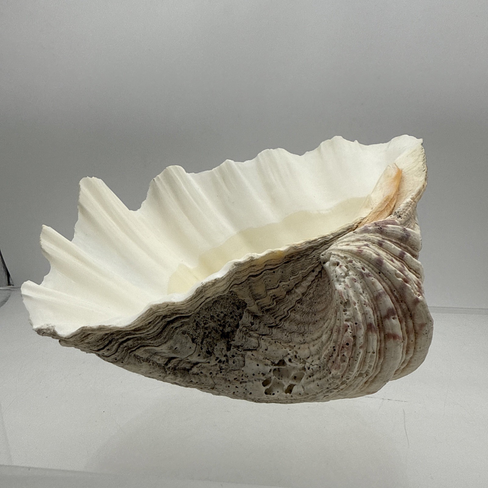 Giant Clam Shell Tridacna Gigas 9.5” Long X 7.5” Wide Fossil Indentations Clean