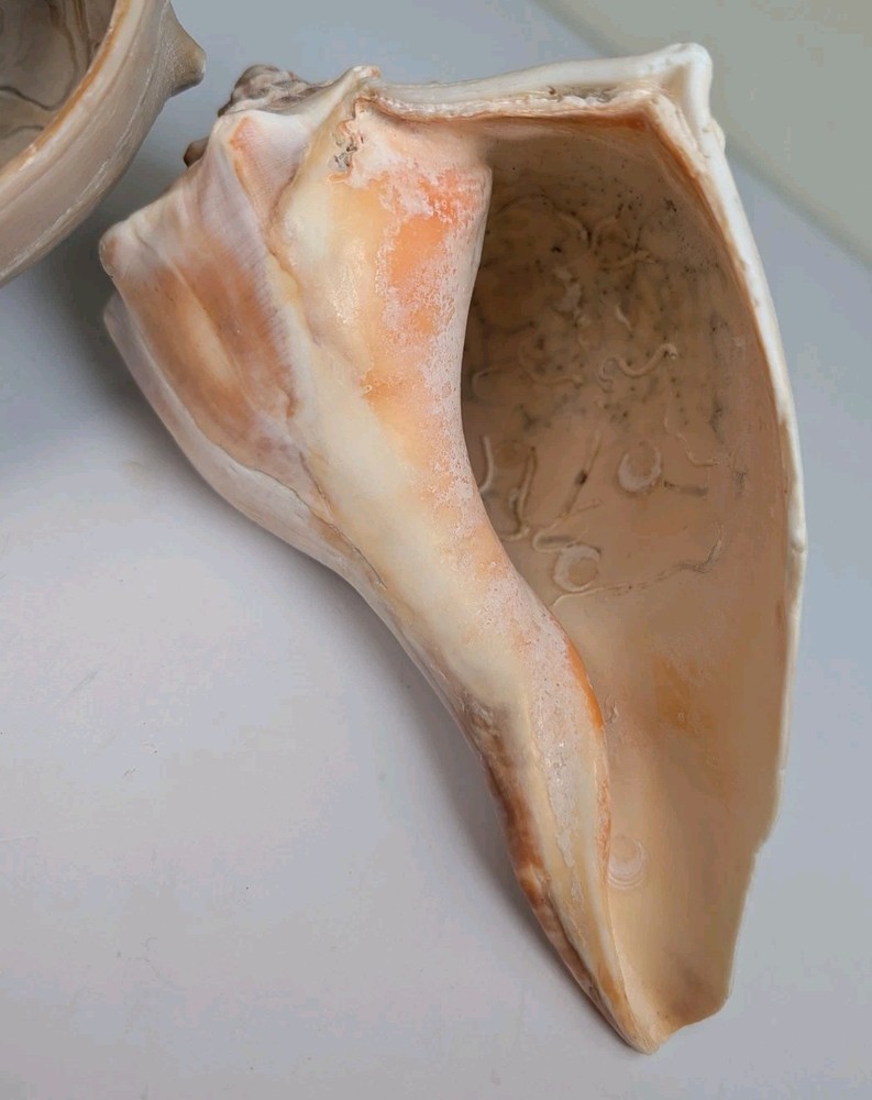 2 Large Lightning Whelk 10” Fossilized Seashell Beach Decor