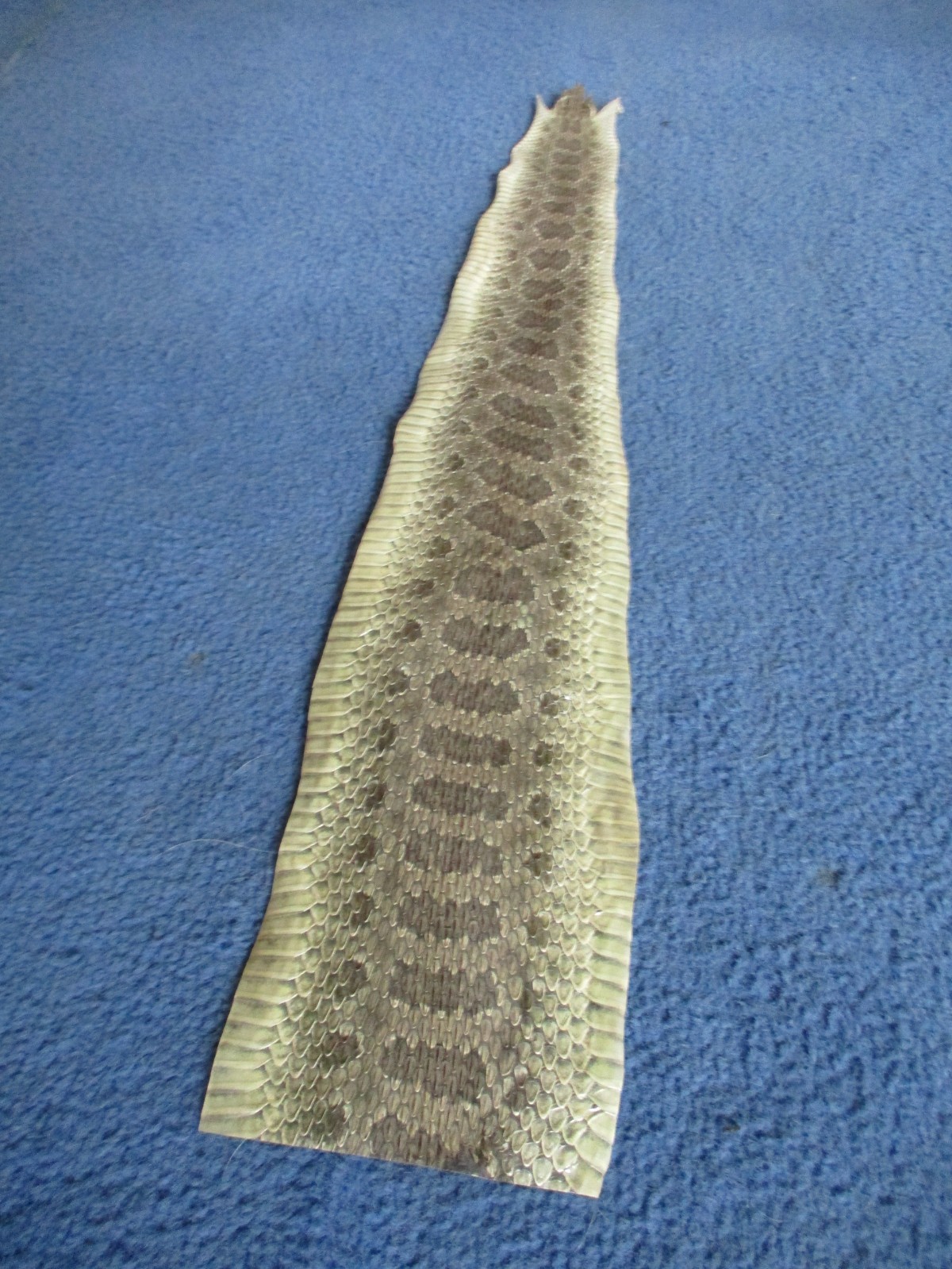 1 rattlesnake skin piece Snake skin scraps pen blanks small wrap education W8