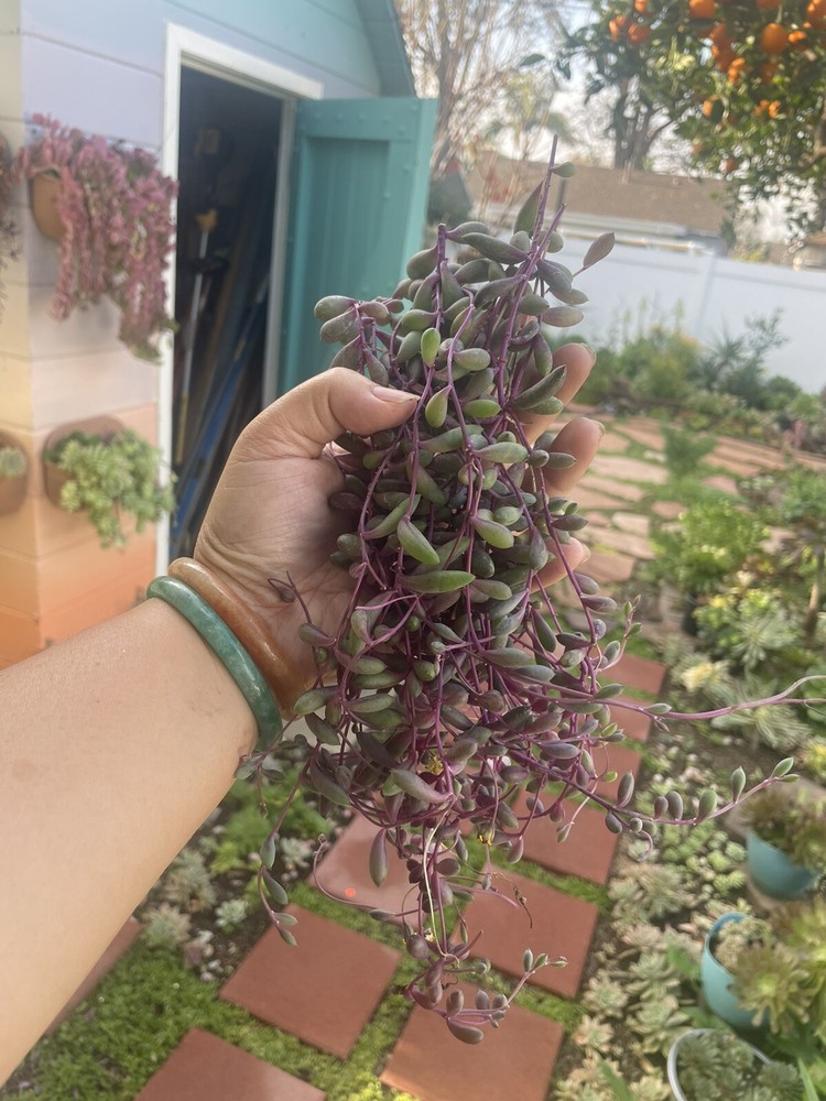 10 Cutting Succulents Ruby Necklace 8”+ ,2-3tip For Each