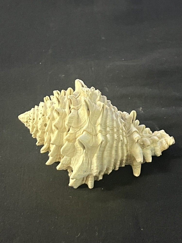 EXTINCT Fossilized VASE Shell From Central Florida, Pliocene Era.