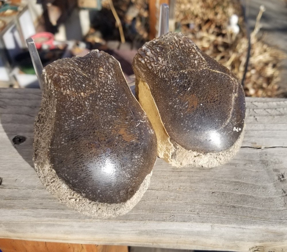 Nice Stegosaurus Vertebra Agatized Split Polished Multicolor Solid Morrison 2+Lb