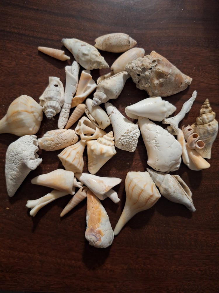 Assorted Natural Sea Shells Lot - Thetwentydollarstore