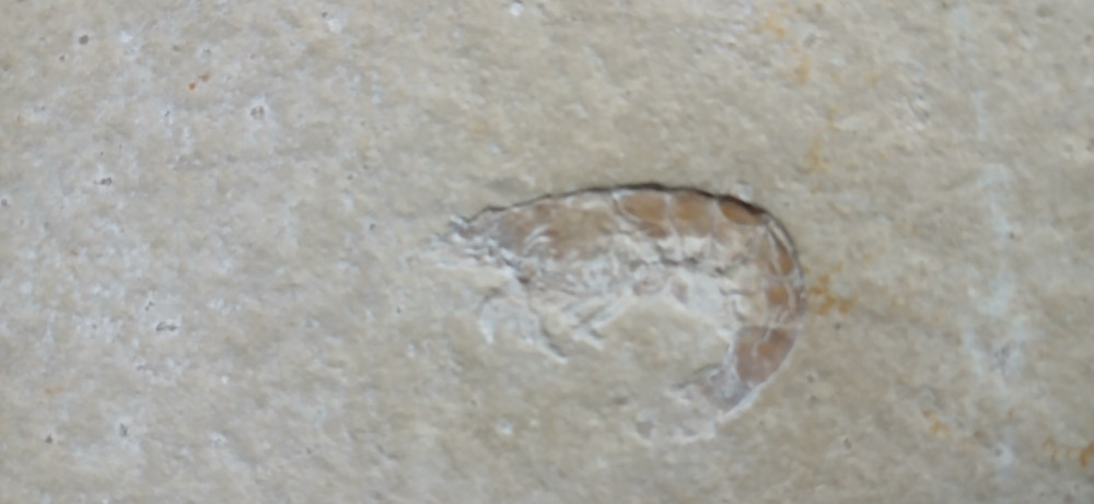 Shrimp Fossil