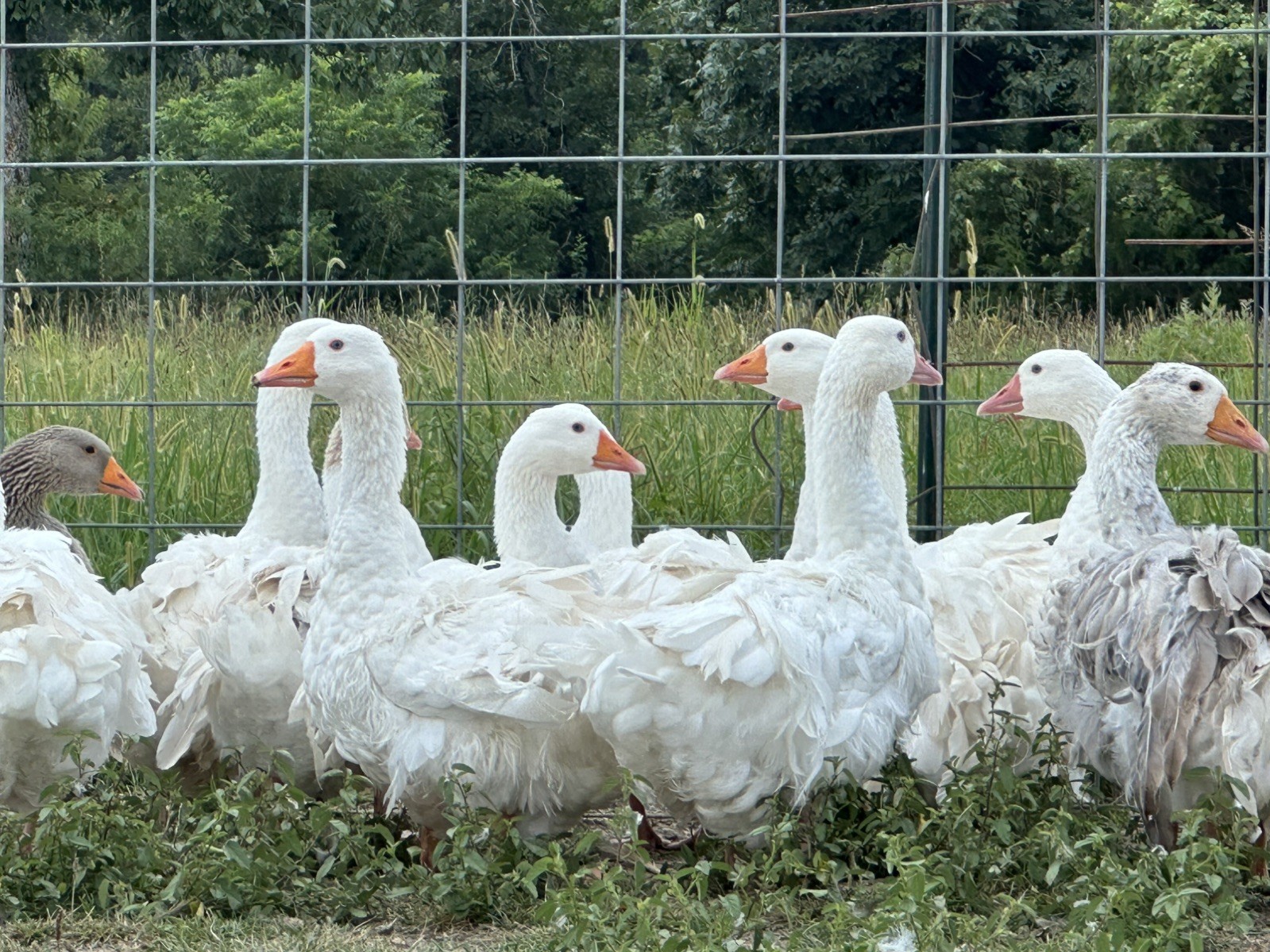 Sebastopol Goose X Dewlap Toulouse Fertile Hatching Egg